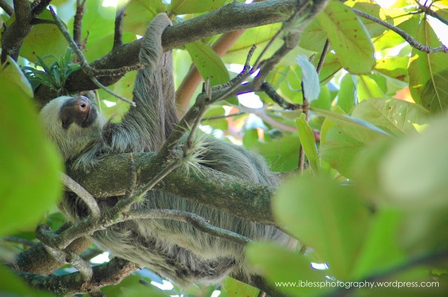 Costa Rica Sloth