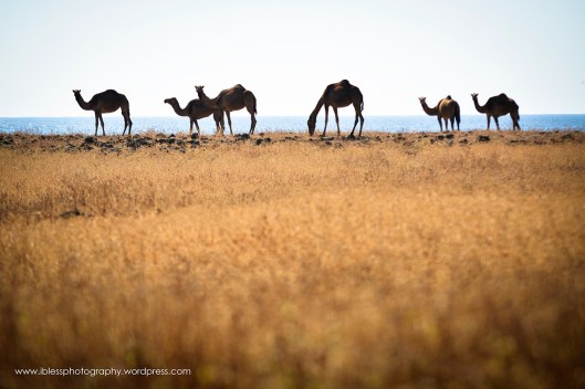  Khor Kharfot Salalah Oman