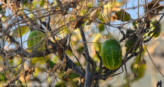  Khor Kharfot Salalah Oman
