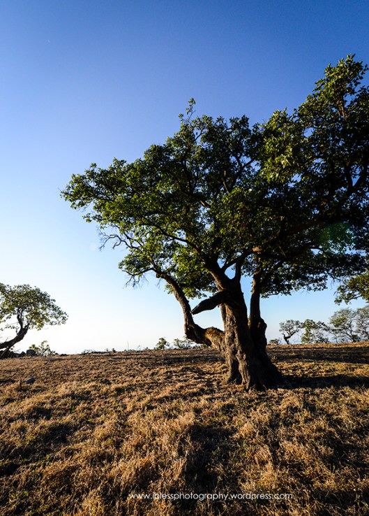  Khor Kharfot Salalah Oman