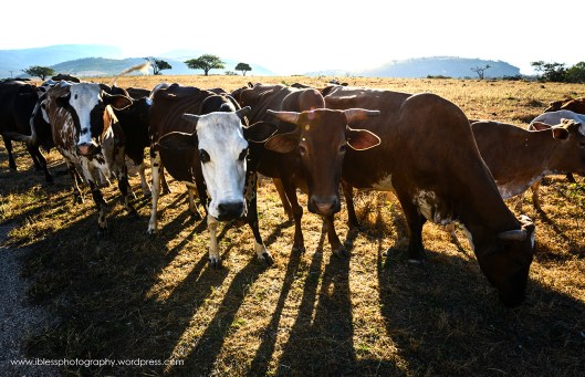  Khor Kharfot Salalah Oman