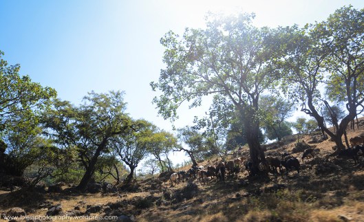  Khor Kharfot Salalah Oman